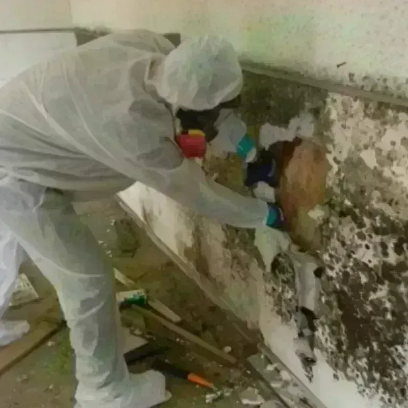 Mold Remediation and Removal in Pekin, IL